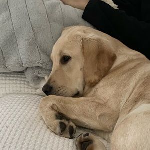 Meet your Posher, Audrey